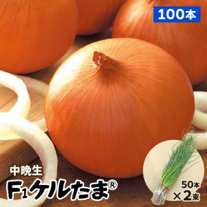 玉ねぎ苗（中晩生）千紅一号 500本 赤たまねぎ 赤玉葱 たまねぎの苗