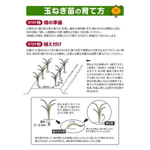 国華園 玉ねぎ苗(中晩生)F1ケルたま(R) ...の詳細画像4