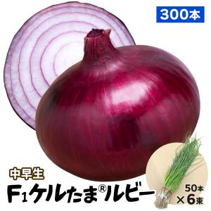 玉ねぎ苗（中晩生）千紅一号 300本 赤たまねぎ 赤玉葱 たまねぎ