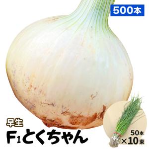 玉ねぎ苗（中生）赤たまサラダ 100本 赤たまねぎ 赤玉葱 たまねぎの苗