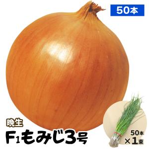 もみじさん専用　新玉ねぎ　7＋8kg sddefault.jpg