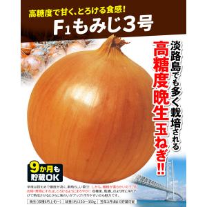国華園 玉ねぎ苗(晩生)F1もみじ3号 50本...の詳細画像2