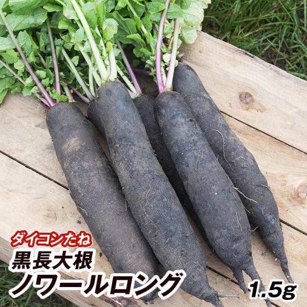 種 野菜たね ダイコン 黒長大根 ノワールロング 1袋（1.5g） 大根 野菜の種 国華園