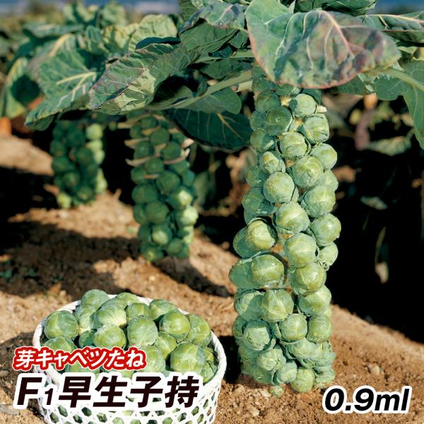 種 野菜たね 芽キャベツ F1早生子持 1袋（0.9ml） 甘藍 野菜の種 国華園