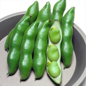国華園 種 野菜たね マメ ソラマメ 仁徳一寸 1袋（35ml） 豆 空豆 蚕豆 やさいの種