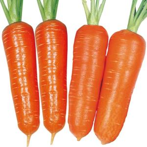 国華園 種 野菜たね リレー栽培たね 人参たねリレー栽培セット 2種2袋 人参 set やさいの種