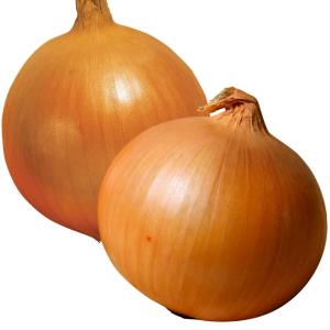 国華園 種 野菜たね リレー栽培たね 玉ねぎたね...の商品画像