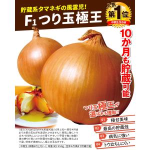 国華園 種 野菜たね リレー栽培たね 玉ねぎた...の詳細画像4