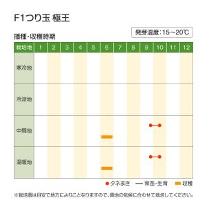 国華園 種 野菜たね リレー栽培たね 玉ねぎた...の詳細画像5