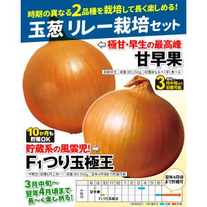 国華園 種 野菜たね リレー栽培たね 玉ねぎた...の詳細画像1