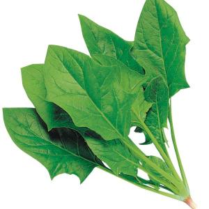 国華園 種 野菜たね ホウレン草 F1サラダほう...の商品画像