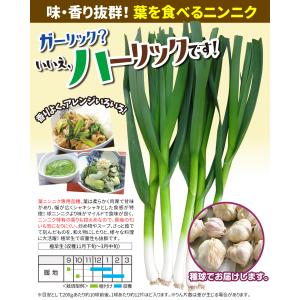 国華園 種 野菜たね 葉ニンニク ハーリック ...の詳細画像1
