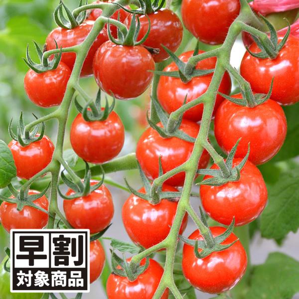 （早期予約販売たね）種 野菜たね ミニトマト F1CFプチぷよII 1袋（9粒） プチぷよ2 早割 ...