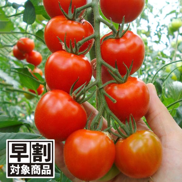 （早期予約販売たね）種 野菜たね 中玉トマト F1Mr.浅野のけっさく（R） II 1袋（15粒） ...