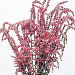 国華園 種 花たね スターチス スウォロウィー 1袋(60mg) / 花の種 通販 花種 はなたね リモニウム リモニューム