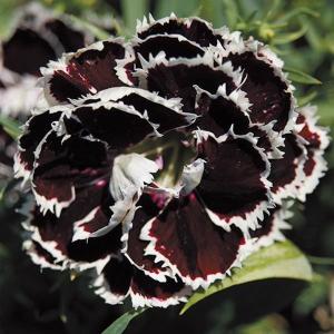 国華園 種 花たね ダイアンサス ブラック/ホワイト 1袋(100mg) / 花の種 通販 花種 はなたね ナデシコ 撫子