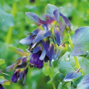 種 花たね スイートピー ニンバス 1袋(20粒) : 花と緑 国華園 - 通販