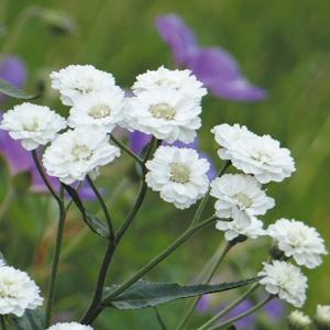 花種 花たね ネモフィラ混合 1袋（500mg） : 花と緑 国華園