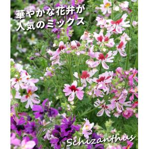 国華園 種 花たね シザンサス混合 1袋(10...の詳細画像1