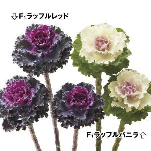 花種 　選べる お好み 3種セット 楽天市場】☆超特価☆選べる下草セットDX プレミアム20ポット