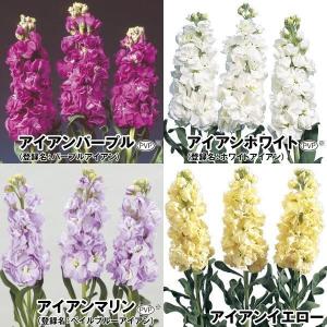 種 花たね スイートピー ニンバス 1袋(20粒) 爆買 : 花と緑 国華園