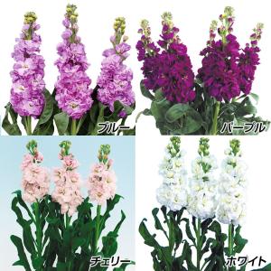 種 花たね スイートピー ニンバス 1袋(20粒) : 花と緑 国華園 - 通販