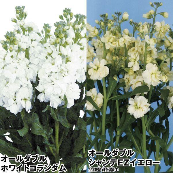 国華園 種 花たね ストック オールダブルセット 2種2袋 / 花の種 通販 花種 はなたね アラセ...