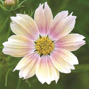 国華園 種 花たね コスモス アプリコットレモネード 1袋(20粒) / 花の種 通販 花種 はなたね 秋桜 秋の風物詩 育てやすい