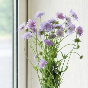 国華園 種 花たね クナウティア アルベンシス 1袋(30粒) / 花の種 通販 花種 はなたね 多年草 アーベンシス スカビオサ ノーティア クナウチア