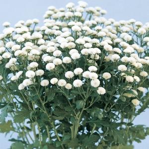 hrmt様向け【花の種】１０００粒　スイートピー　ニンバス　淡いグレーにブルー hrmt様向け【花の種】1000粒 スイートピー ニンバス 淡いグレーに