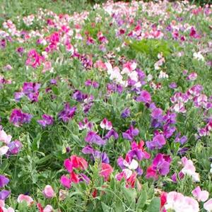国華園 種 花たね スイートピー 矮性スイートピー混合 1袋(1000mg) / 花の種 通販 花種 はなたね つる性 緑のカーテン グリーンカーテン