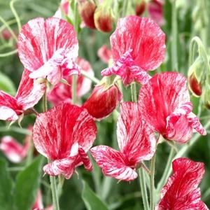 国華園 種 花たね スイートピー レッド＆ホワイト 1袋(800mg) / 花の種 通販 花種 はなたね つる性 緑のカーテン グリーンカーテン