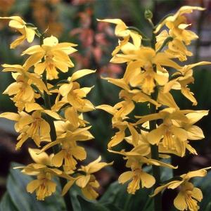 ラン・山野草 南九州産エビネミックス 5株 : 花と緑 国華園 - 通販