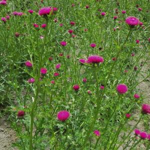 オカワカメ 苗 栽培 雲南百薬 多年 宿根草 1株 むかご 販売 グリーン