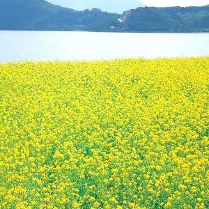 国華園 種 花たね 花菜 春咲花菜 1袋(3ml) / 花の種 通販 花種 はなたね ハナナ 春の風物詩