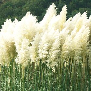 種 花たね パンパスグラス ホワイトフェザー 1袋(80粒)