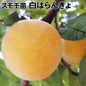 プラム 『 バイオチェリー 』 （ サクランボ×スモモ交配種