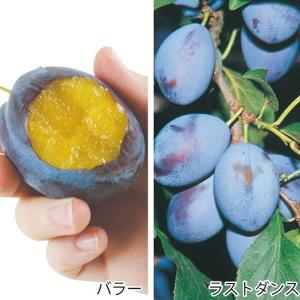 果樹苗 プルーン 高糖度プルーンセット 2種2株｜kokkaen