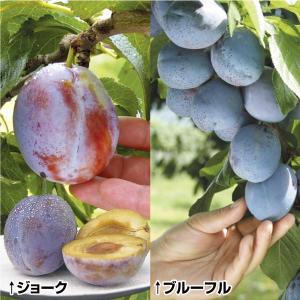 果樹苗 プルーン おすすめプルーンセット 2種2株｜kokkaen