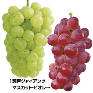 果樹苗 ブドウ 皮ごと美味ブドウセット 2種2株｜kokkaen