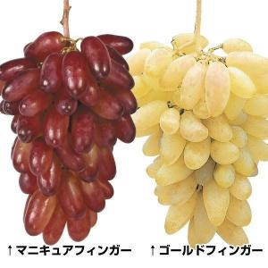 果樹苗 ブドウ 皮ごと食べられるブドウセット 2種2株｜kokkaen