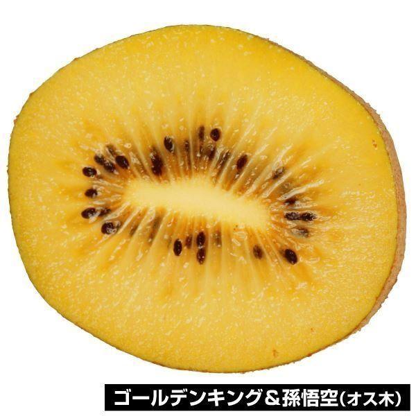 国華園 果樹苗 キウイ ゴールデンキング＆孫悟空 2種2株