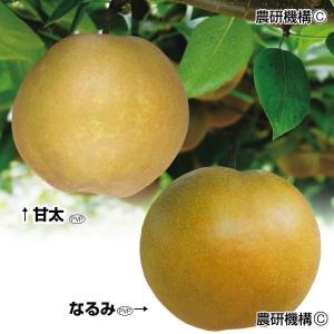 国華園 果樹苗 ナシ 美味ナシセット 2種2株の商品画像