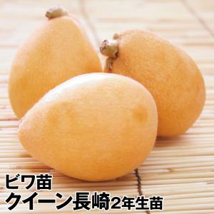 庭木 植木 珍品：斑入り枇杷の木*黄金覆輪葉 黄斑枇杷の木 樹高