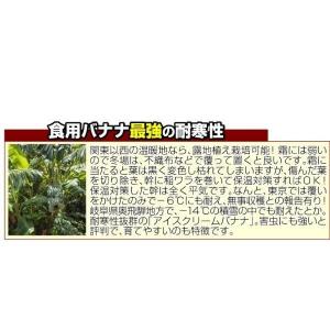 国華園 耐寒性バナナ苗 アイスクリームバナナ ...の詳細画像3