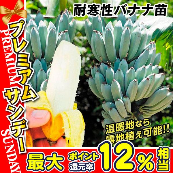 果樹苗 耐寒性バナナ アイスクリームバナナ 3株