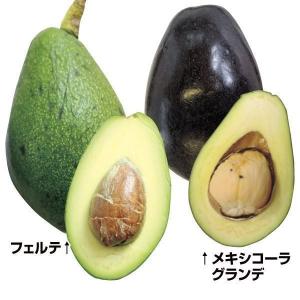 国華園 アボカド 寒さに強いアボカドBセット 2種2株 メキシコーラ