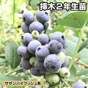 大株 ブルーベリー マグノリア 1.2m 根巻き : 吉瀬園芸 - 通販 - Yahoo
