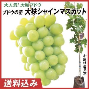 ブドウ BKシードレスPVP 1株 果樹苗 国華園 : 花と緑 国華園