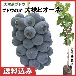 国華園 果樹苗 ピーカン WH-2＆ウィチタセット 2種2株 : 花と緑 国華園